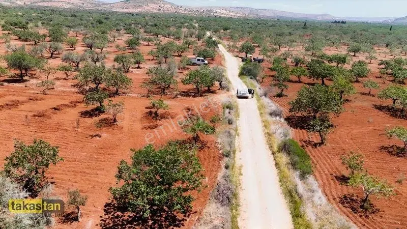 Aşağıarıl Tek Tapu Ful Fıstık Zeytin Resmi Yolu Cepheli Fırsat — fotoğraf 13