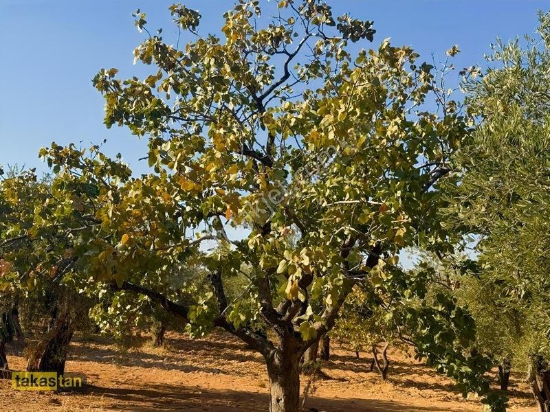 Yukarı Arıl Tek Tapu Ful Fıstık Zeytin Resmi Yola Cepheli Fırsat