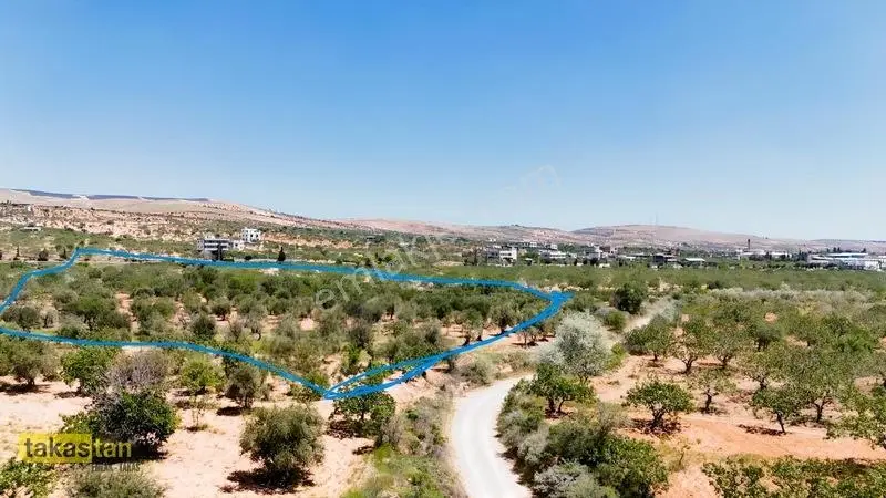 Yukarı Arıl Tek Tapu Ful Fıstık Zeytin Resmi Yola Cepheli Fırsat — fotoğraf 2