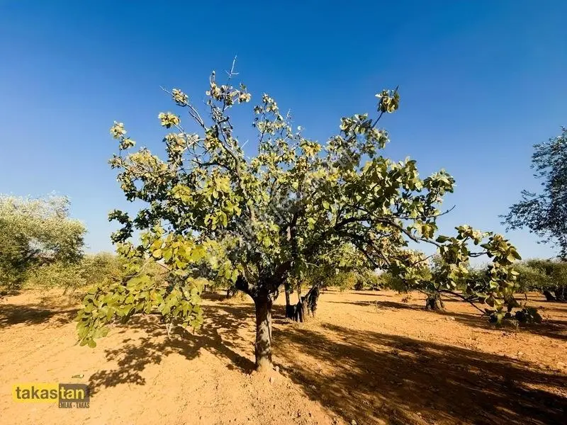 Yukarı Arıl Tek Tapu Ful Fıstık Zeytin Resmi Yola Cepheli Fırsat — fotoğraf 3