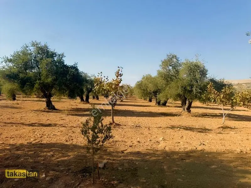 Yukarı Arıl Tek Tapu Ful Fıstık Zeytin Resmi Yola Cepheli Fırsat — fotoğraf 4