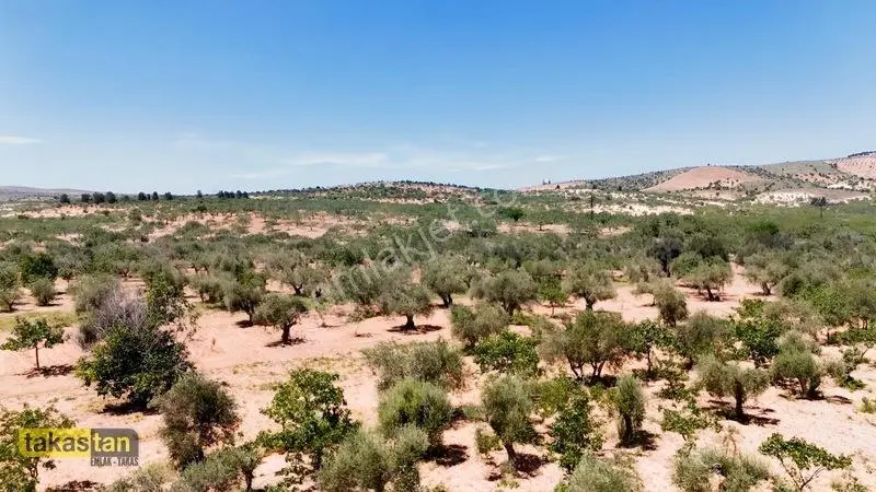Yukarı Arıl Tek Tapu Ful Fıstık Zeytin Resmi Yola Cepheli Fırsat — fotoğraf 5