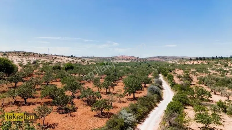 Yukarı Arıl Tek Tapu Ful Fıstık Zeytin Resmi Yola Cepheli Fırsat — fotoğraf 6