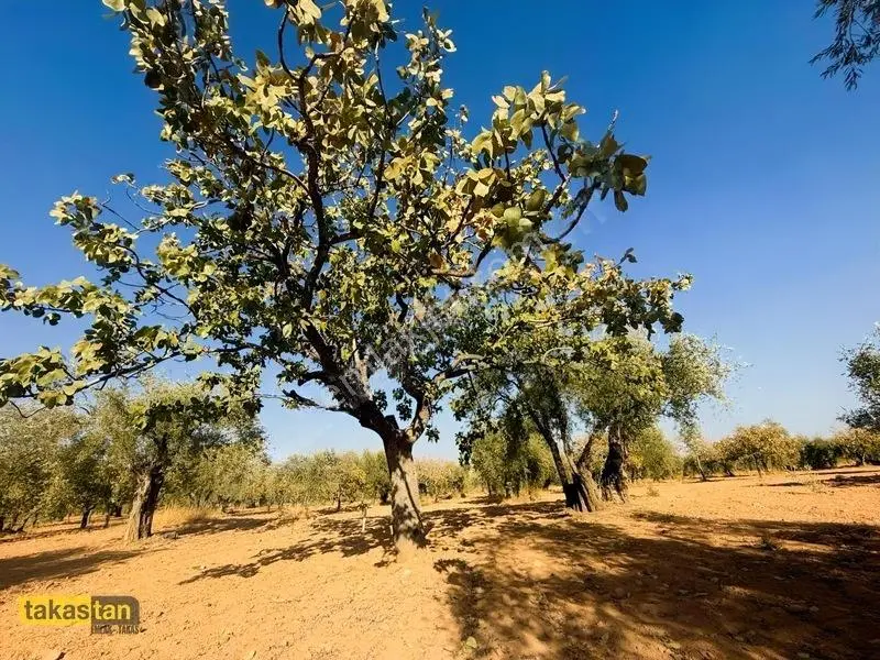 Yukarı Arıl Tek Tapu Ful Fıstık Zeytin Resmi Yola Cepheli Fırsat — fotoğraf 8