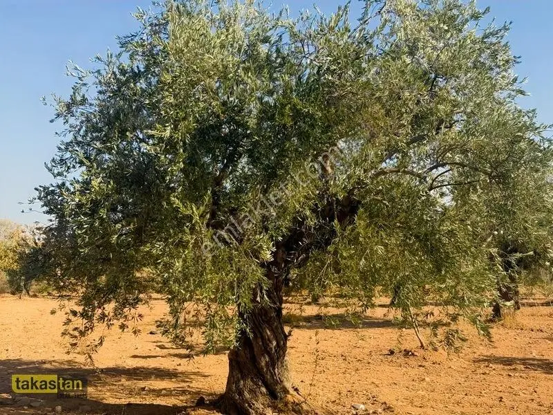 Yukarı Arıl Tek Tapu Ful Fıstık Zeytin Resmi Yola Cepheli Fırsat — fotoğraf 10