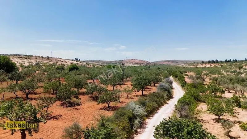 Yukarı Arıl Tek Tapu Ful Fıstık Zeytin Resmi Yola Cepheli Fırsat — fotoğraf 11