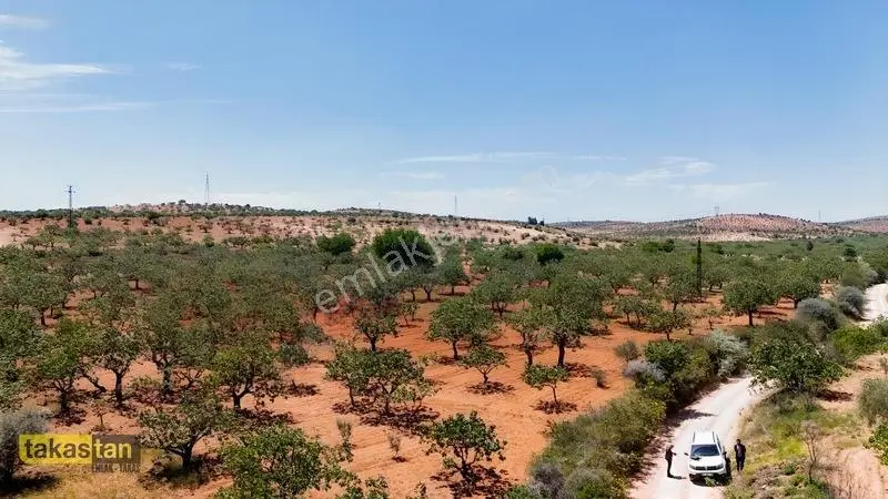 Yukarı Arıl Tek Tapu Ful Fıstık Zeytin Resmi Yola Cepheli Fırsat — fotoğraf 13