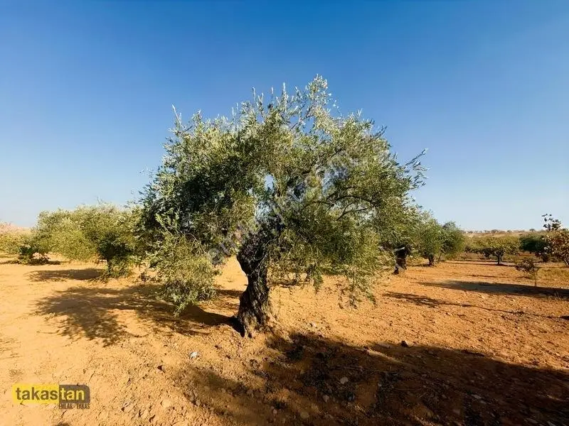 Yukarı Arıl Tek Tapu Ful Fıstık Zeytin Resmi Yola Cepheli Fırsat — fotoğraf 17