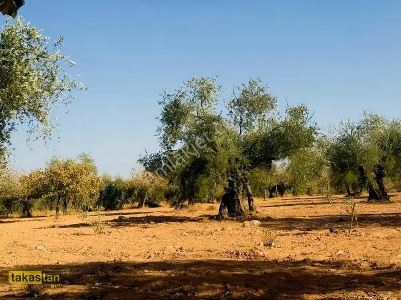Yukarı Arıl Tek Tapu Ful Fıstık Zeytin Resmi Yola Cepheli Fırsat — fotoğraf 18