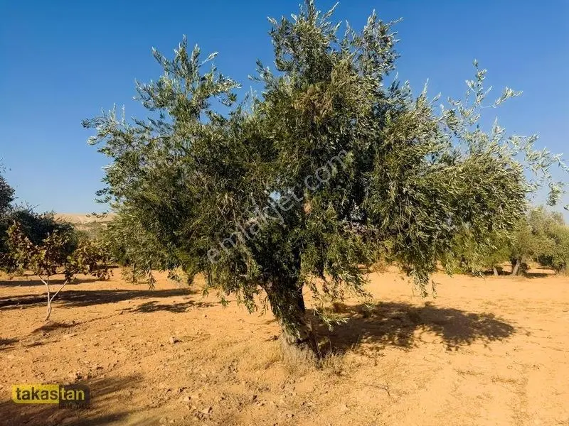 Yukarı Arıl Tek Tapu Ful Fıstık Zeytin Resmi Yola Cepheli Fırsat — fotoğraf 20