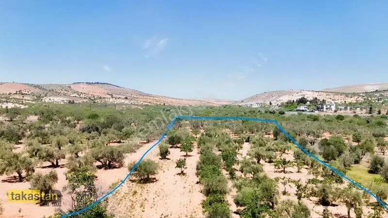 Yukarı Arıl Tek Tapu Ful Fıstık Zeytin Resmi Yola Cepheli Fırsat — fotoğraf 23