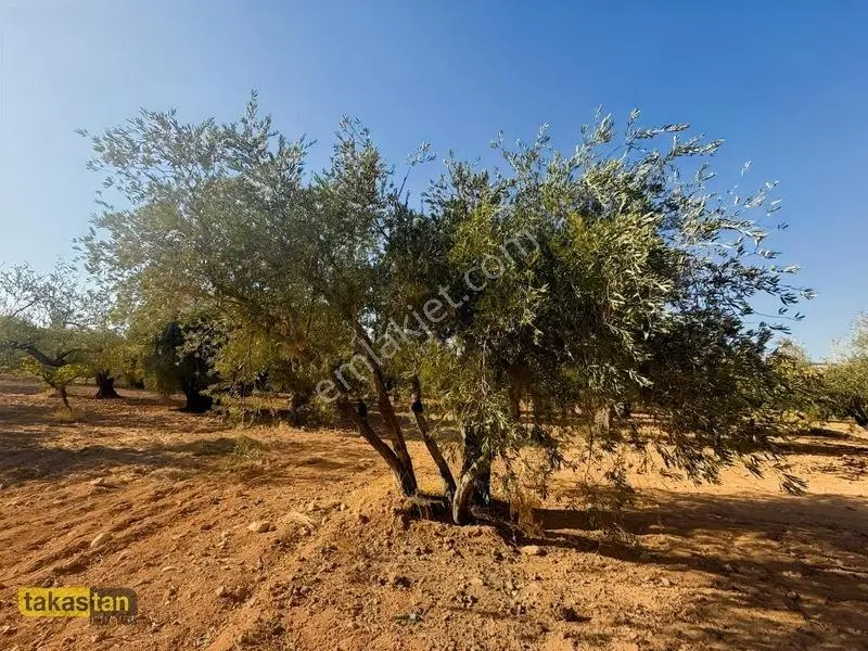 Yukarı Arıl Tek Tapu Ful Fıstık Zeytin Resmi Yola Cepheli Fırsat — fotoğraf 24