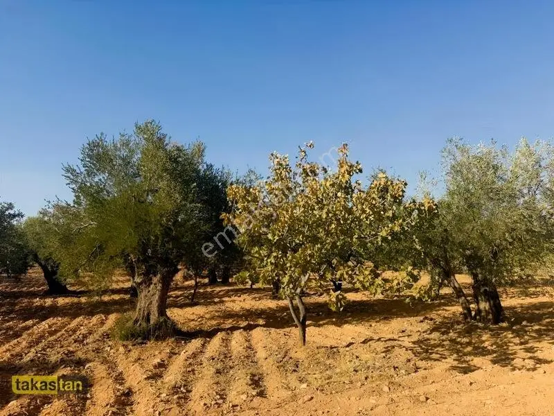 Yukarı Arıl Tek Tapu Ful Fıstık Zeytin Resmi Yola Cepheli Fırsat — fotoğraf 29
