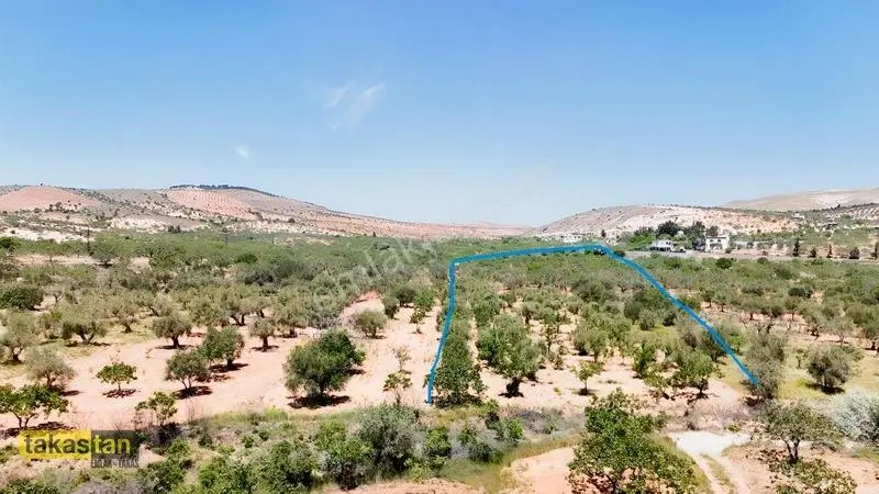 Yukarı Arıl Tek Tapu Ful Fıstık Zeytin Resmi Yola Cepheli Fırsat — fotoğraf 30