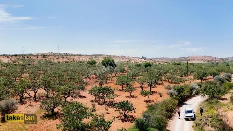 Yukarı Arıl Tek Tapu Ful Fıstık Zeytin Resmi Yola Cepheli Fırsat — fotoğraf 32