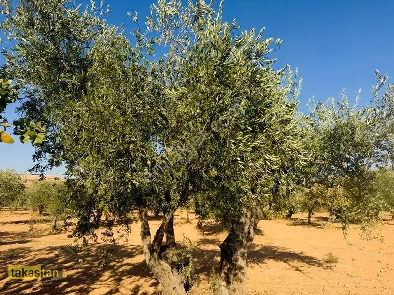 Yukarı Arıl Tek Tapu Ful Fıstık Zeytin Resmi Yola Cepheli Fırsat — fotoğraf 33