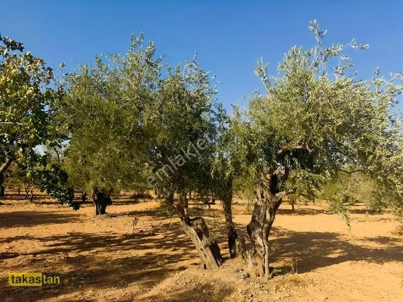 Yukarı Arıl Tek Tapu Ful Fıstık Zeytin Resmi Yola Cepheli Fırsat — fotoğraf 34