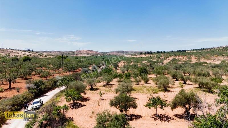Yukarı Arıl Tek Tapu Ful Fıstık Zeytin Resmi Yola Cepheli Fırsat — fotoğraf 35