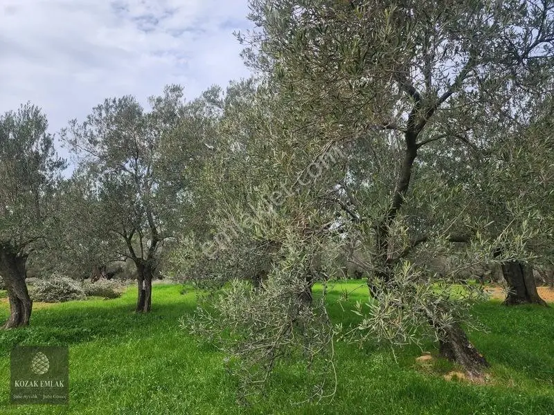 Balıkesir Ğömeç Kemalpaşa 1.156 M2 Zeytinlik Satılık