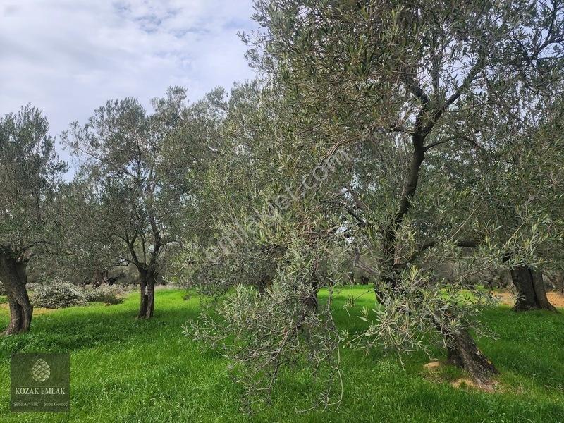 Balıkesir Ğömeç Kemalpaşa 1.156 M2 Zeytinlik Satılık — fotoğraf 2