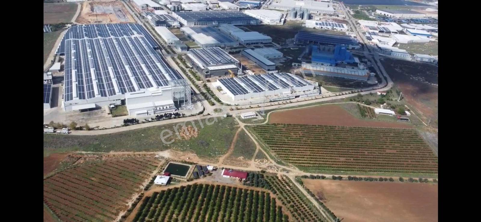 Zorlu'Dan Aosb Bitişiğinde 194 Dönüm Naranciye Bahçesi/Tarla !