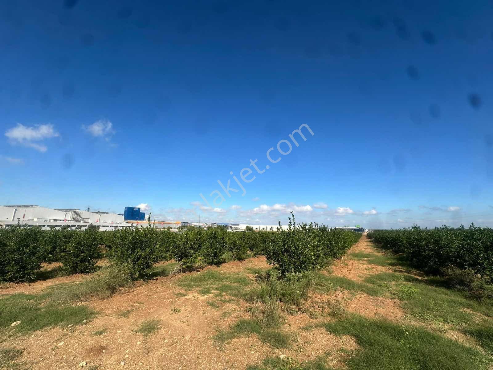 Zorlu'dan Aosb Bitişiğinde 194 Dönüm Naranciye Bahçesi/tarla ! — fotoğraf 13