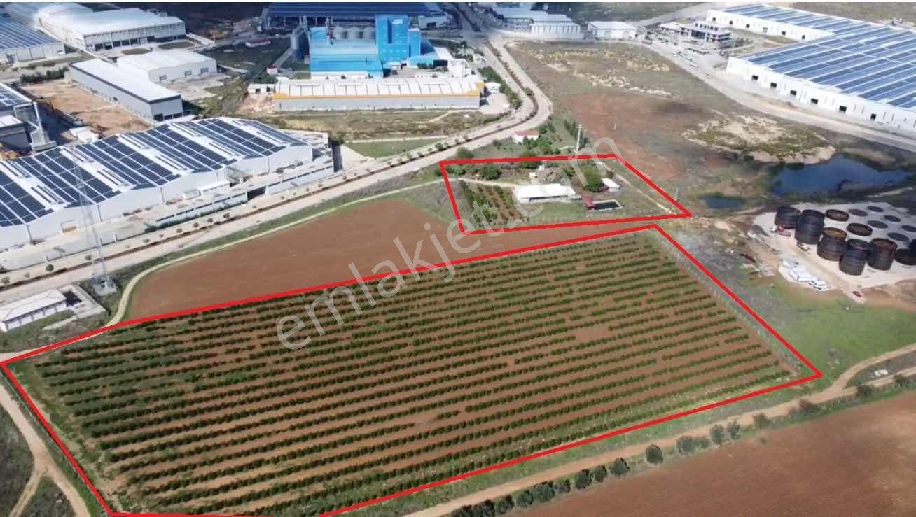Zorlu'dan Aosb Bitişiğinde 194 Dönüm Naranciye Bahçesi/tarla ! — fotoğraf 15
