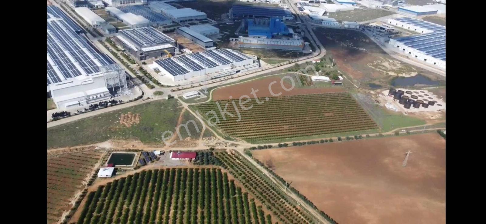 Zorlu'dan Aosb Bitişiğinde 194 Dönüm Naranciye Bahçesi/tarla ! — fotoğraf 18