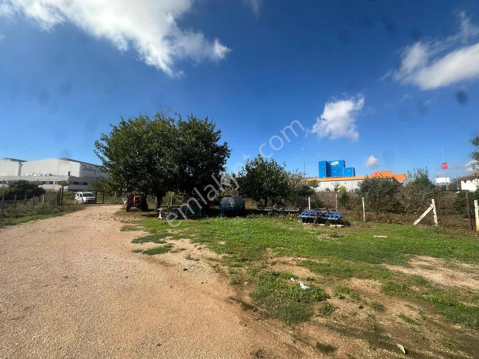 Zorlu'dan Aosb Bitişiğinde 194 Dönüm Naranciye Bahçesi/tarla ! — fotoğraf 25