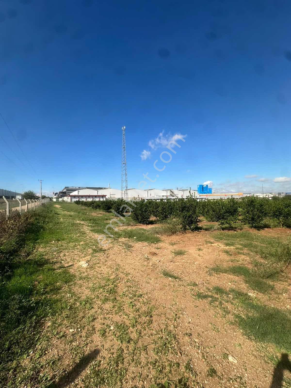 Zorlu'dan Aosb Bitişiğinde 194 Dönüm Naranciye Bahçesi/tarla ! — fotoğraf 31