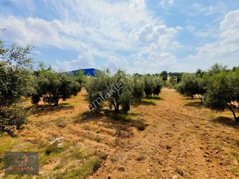 Hamra'Dan Mustafalar'Da Yatırımlık Zeytin Bahçesi