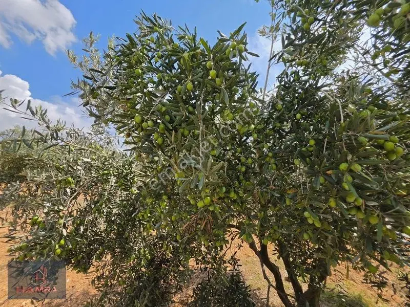 Hamra'dan Mustafalar'da Yatırımlık Zeytin Bahçesi — fotoğraf 6