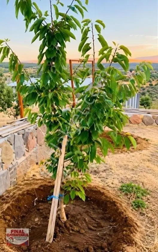 Koruköy 486 M2 ,2.5 Kat İmarlı Arsa — fotoğraf 11