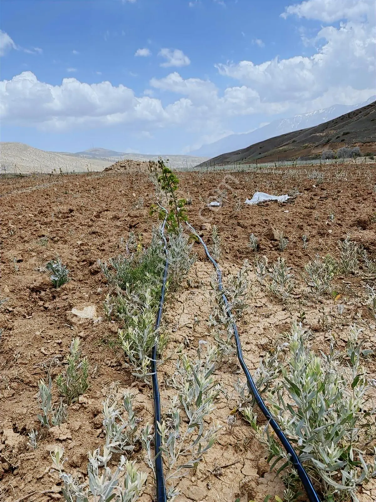 Tunç Harita Emlak'tan Ulukışla Kılan Yaylasında Fırsat Bahçe — fotoğraf 14