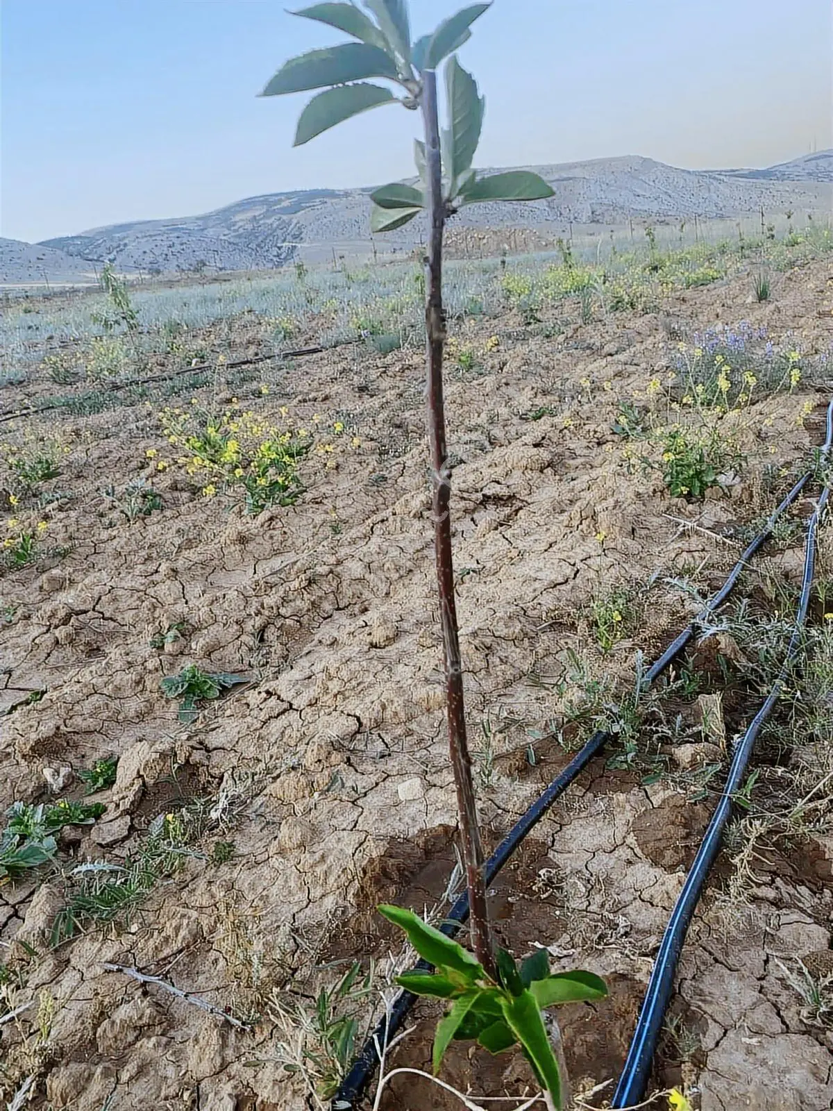 Tunç Harita Emlak'tan Ulukışla Kılan Yaylasında Fırsat Bahçe — fotoğraf 15