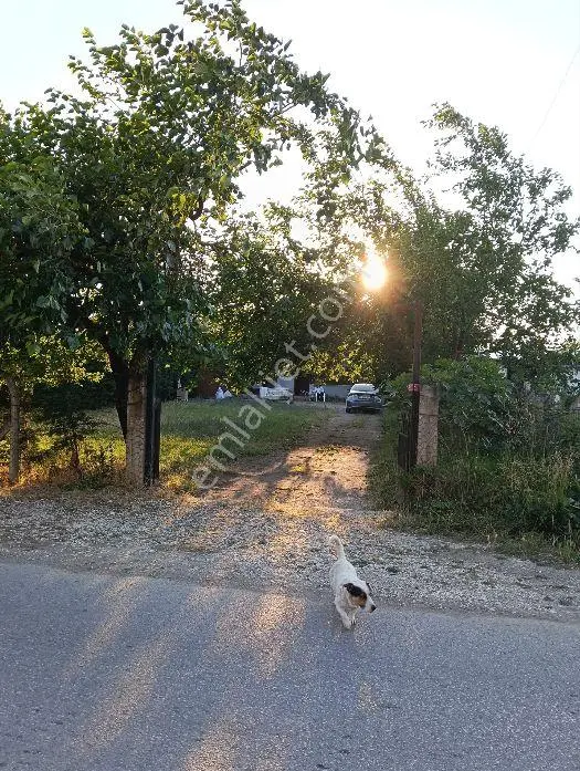 Arapçiftliği Asfalt Yola 16 M Cephe Fırsat 711 M2 Villalık Arsa — fotoğraf 12