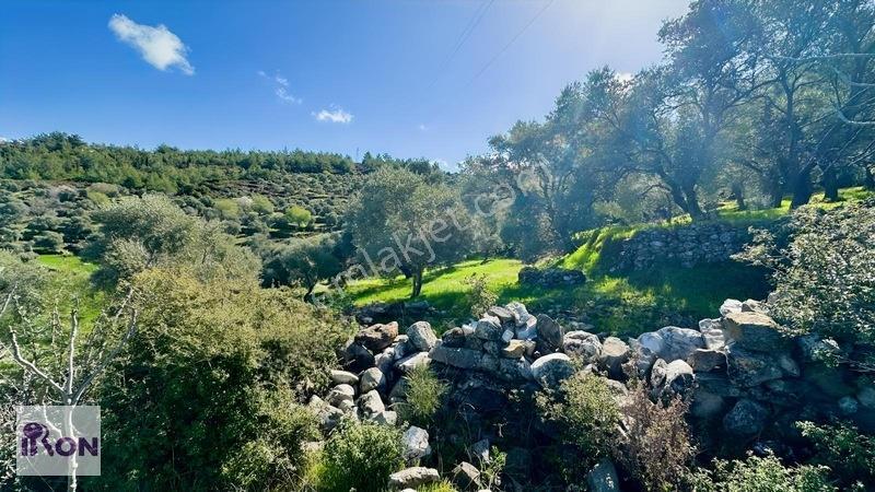 Milas Söğütçükte Satılık Yola Cepheli Zeytinlik — fotoğraf 5