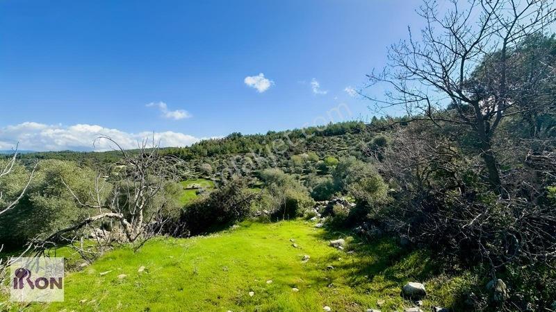Milas Söğütçükte Satılık Yola Cepheli Zeytinlik — fotoğraf 6