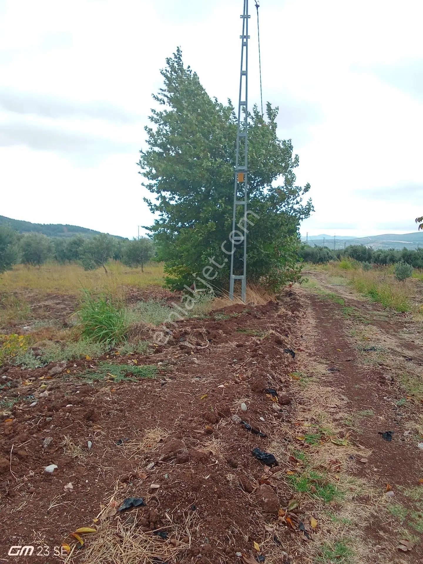 Akhisar Yenice'de Satılık 3125 M² Bakımlı Zeytinlik — fotoğraf 3