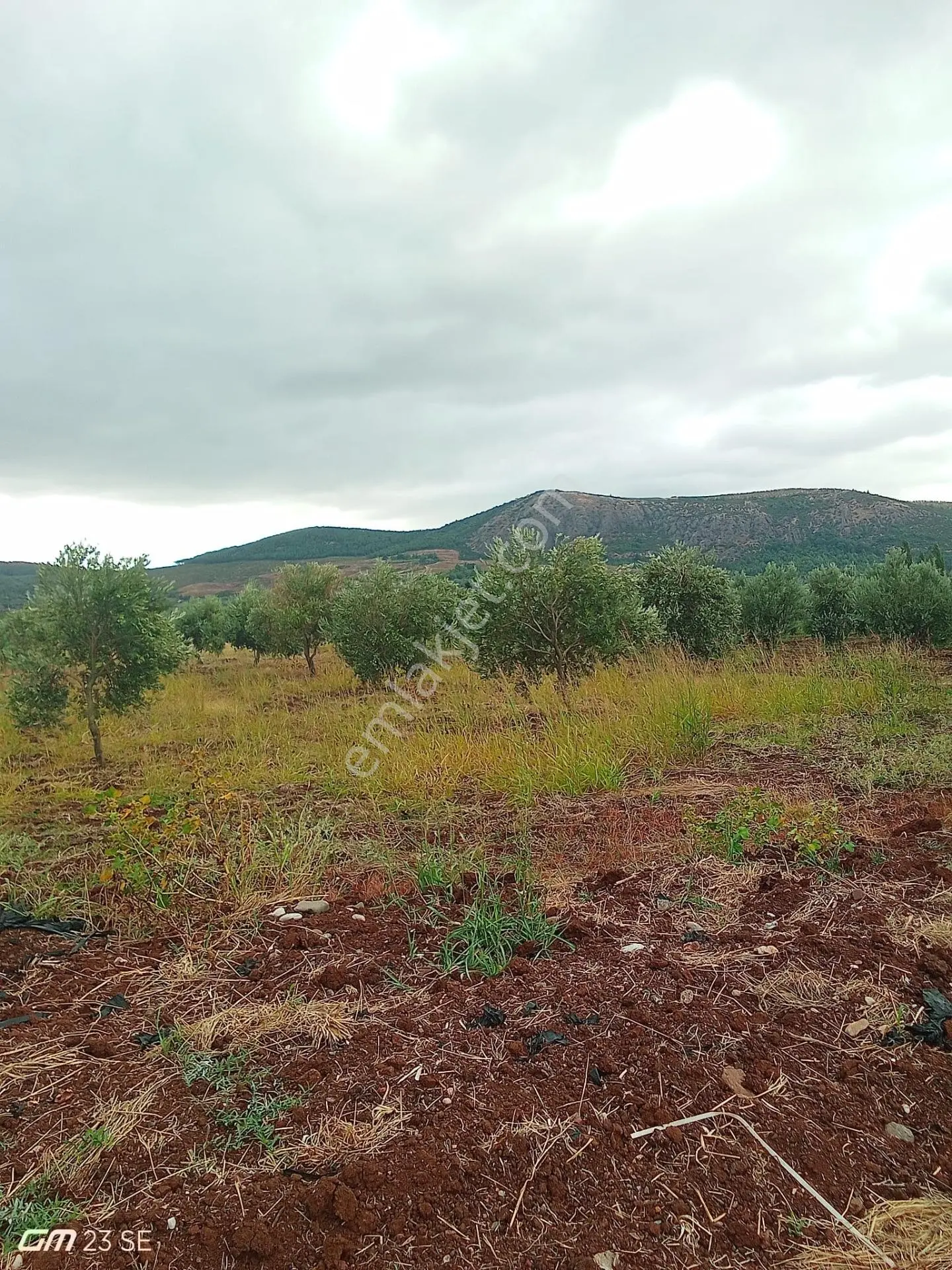 Akhisar Yenice'de Satılık 3125 M² Bakımlı Zeytinlik — fotoğraf 5