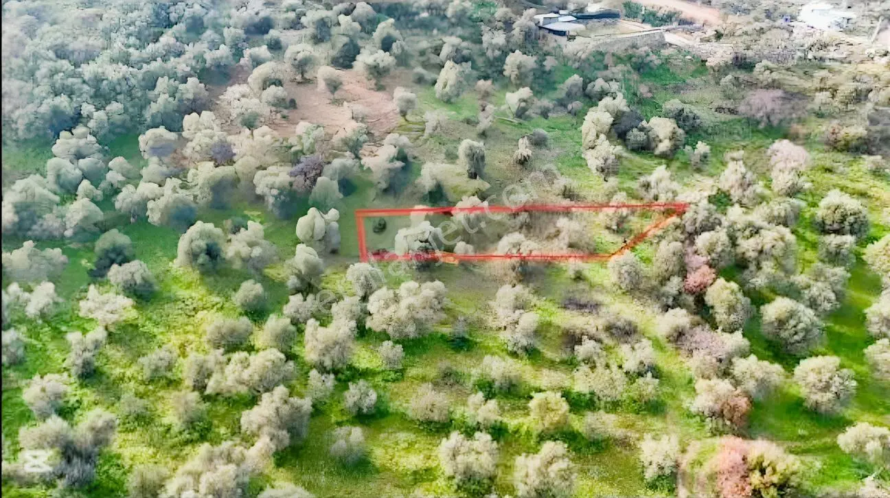 Armutlu Hürriyet Mahallesi'nde 670 M2 Satılık Zeytinlik — fotoğraf 2