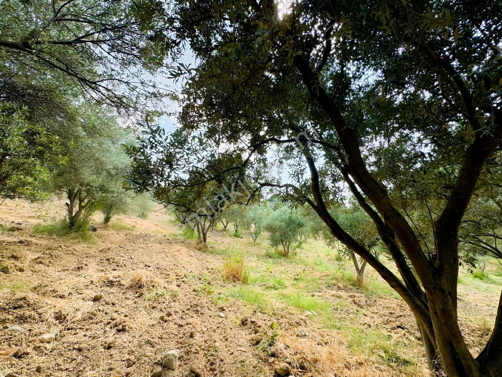 İzmir Bayındır Kızıloba'da Satılık Zeytinlik — fotoğraf 4