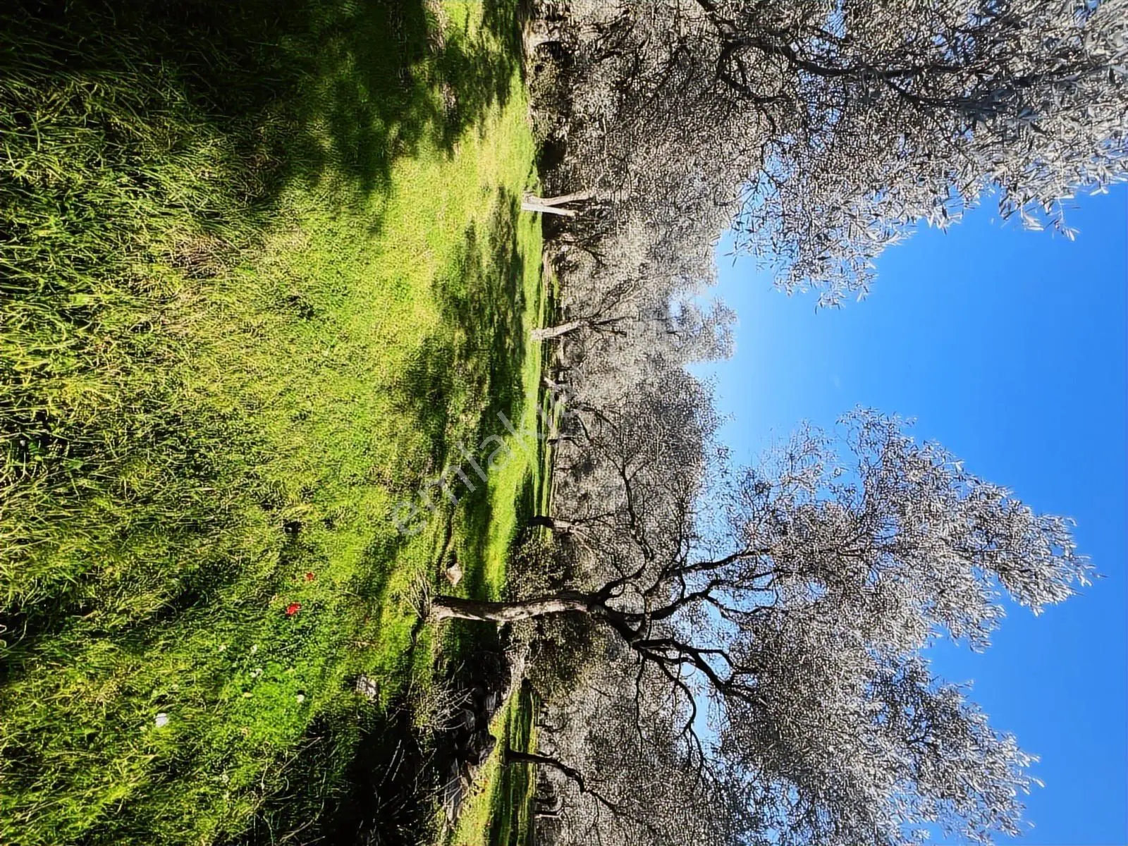 Milas Karacahisarda Köy İçi Kağir Ev Ve 980 M2 Arsası — fotoğraf 10