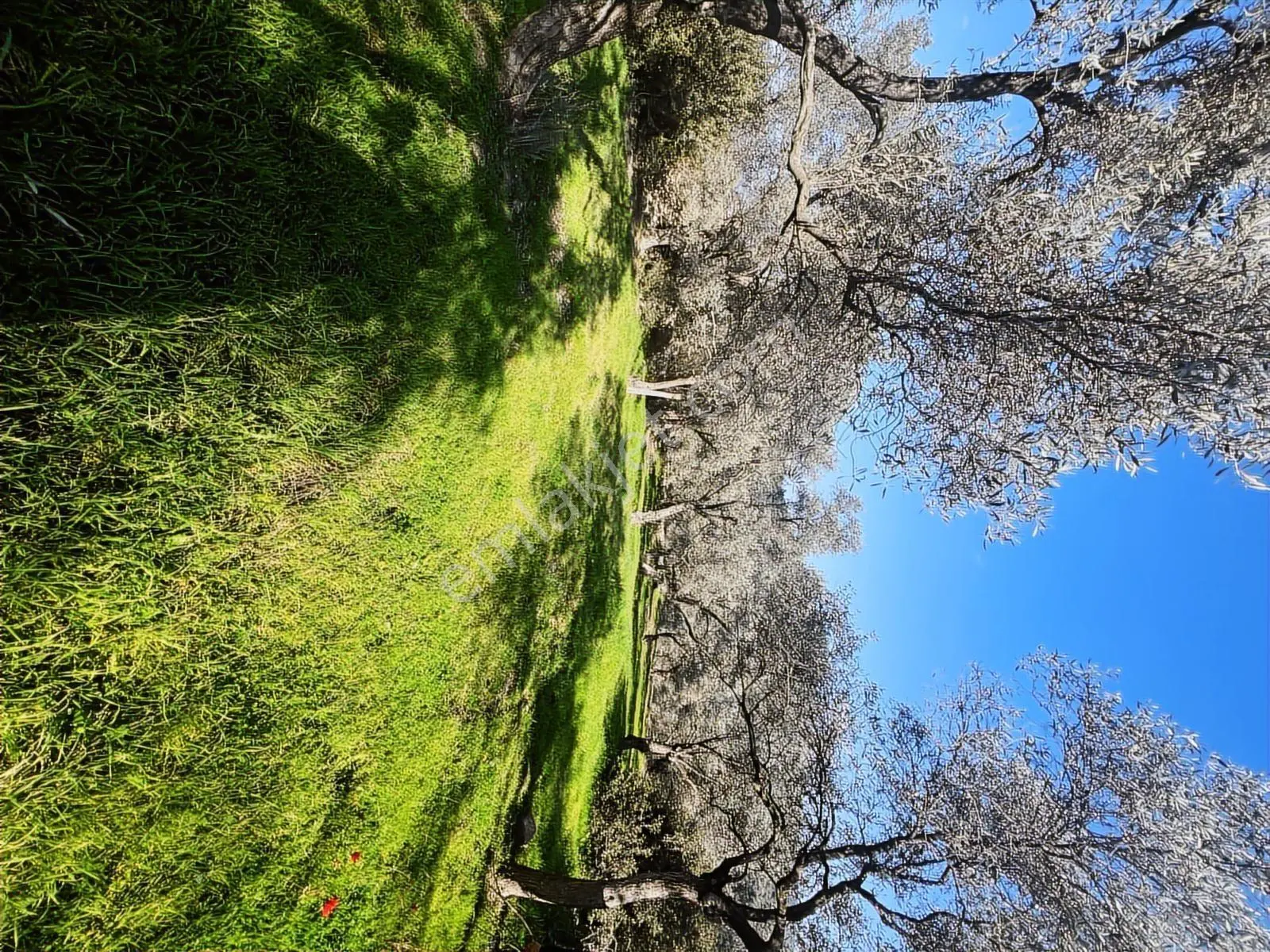 Milas Karacahisarda Köy İçi Kağir Ev Ve 980 M2 Arsası — fotoğraf 12