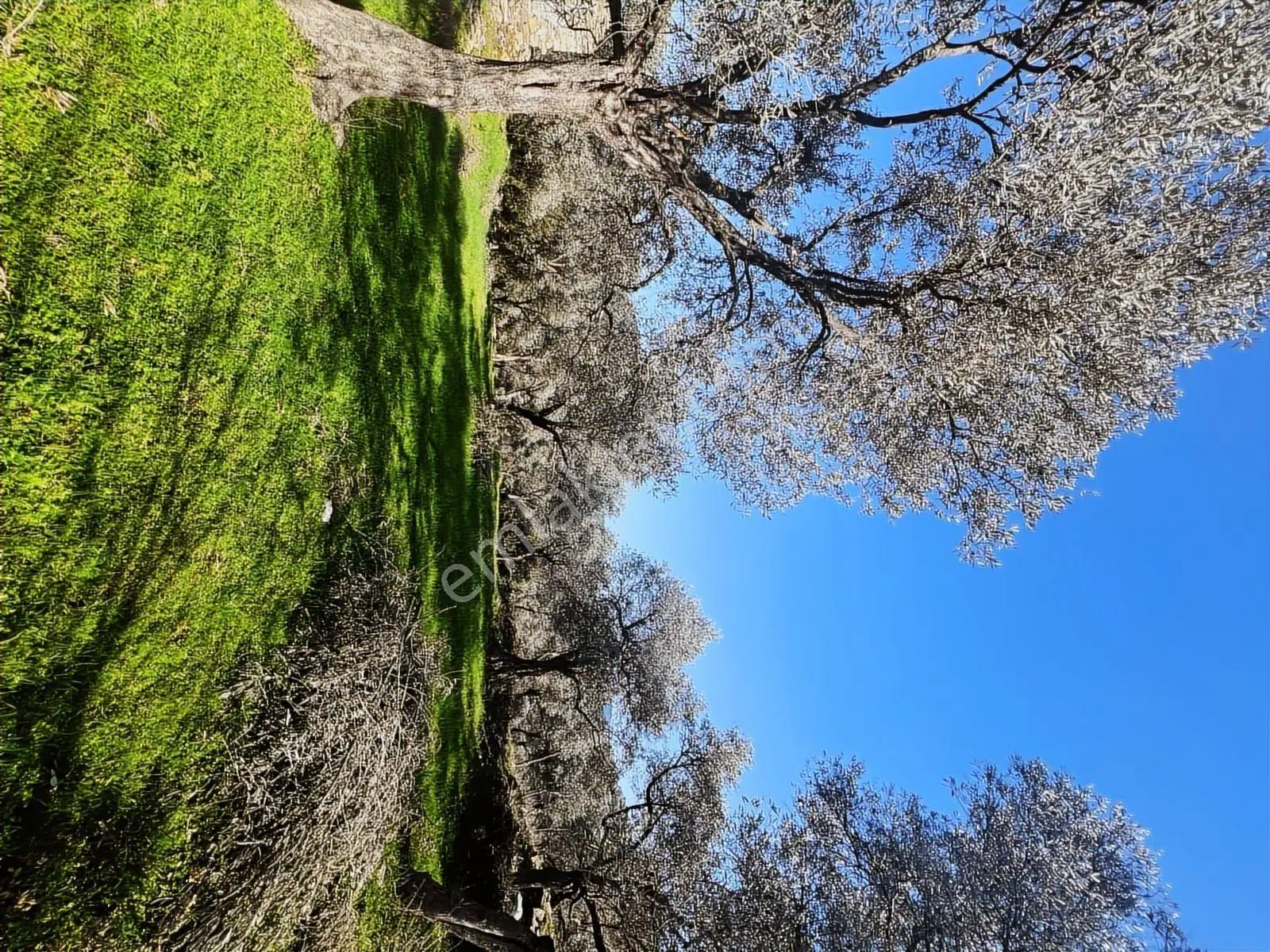 Milas Karacahisarda Köy İçi Kağir Ev Ve 980 M2 Arsası — fotoğraf 13