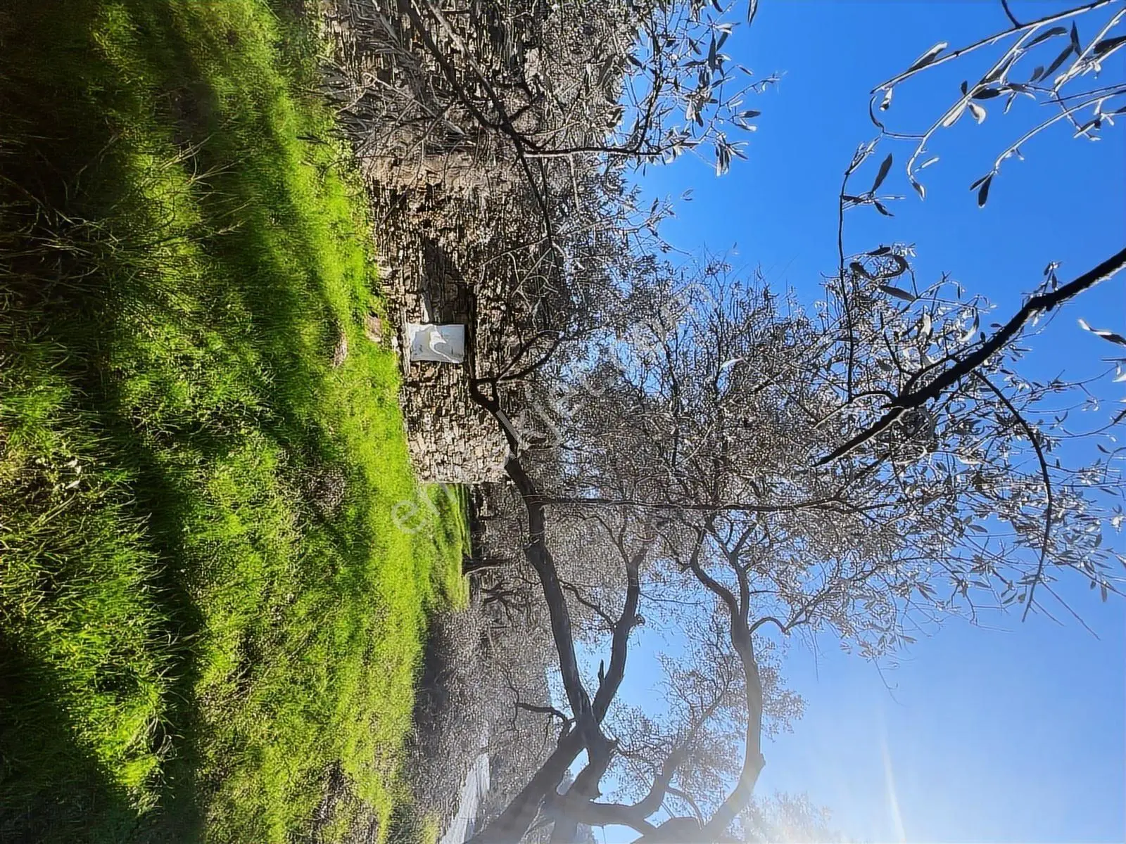 Milas Karacahisarda Köy İçi Kağir Ev Ve 980 M2 Arsası — fotoğraf 16