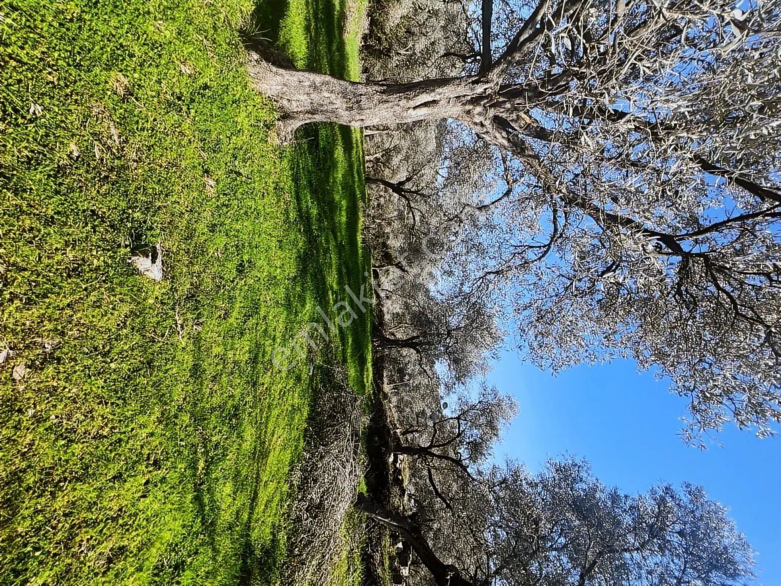 Milas Karacahisarda Köy İçi Kağir Ev Ve 980 M2 Arsası — fotoğraf 17