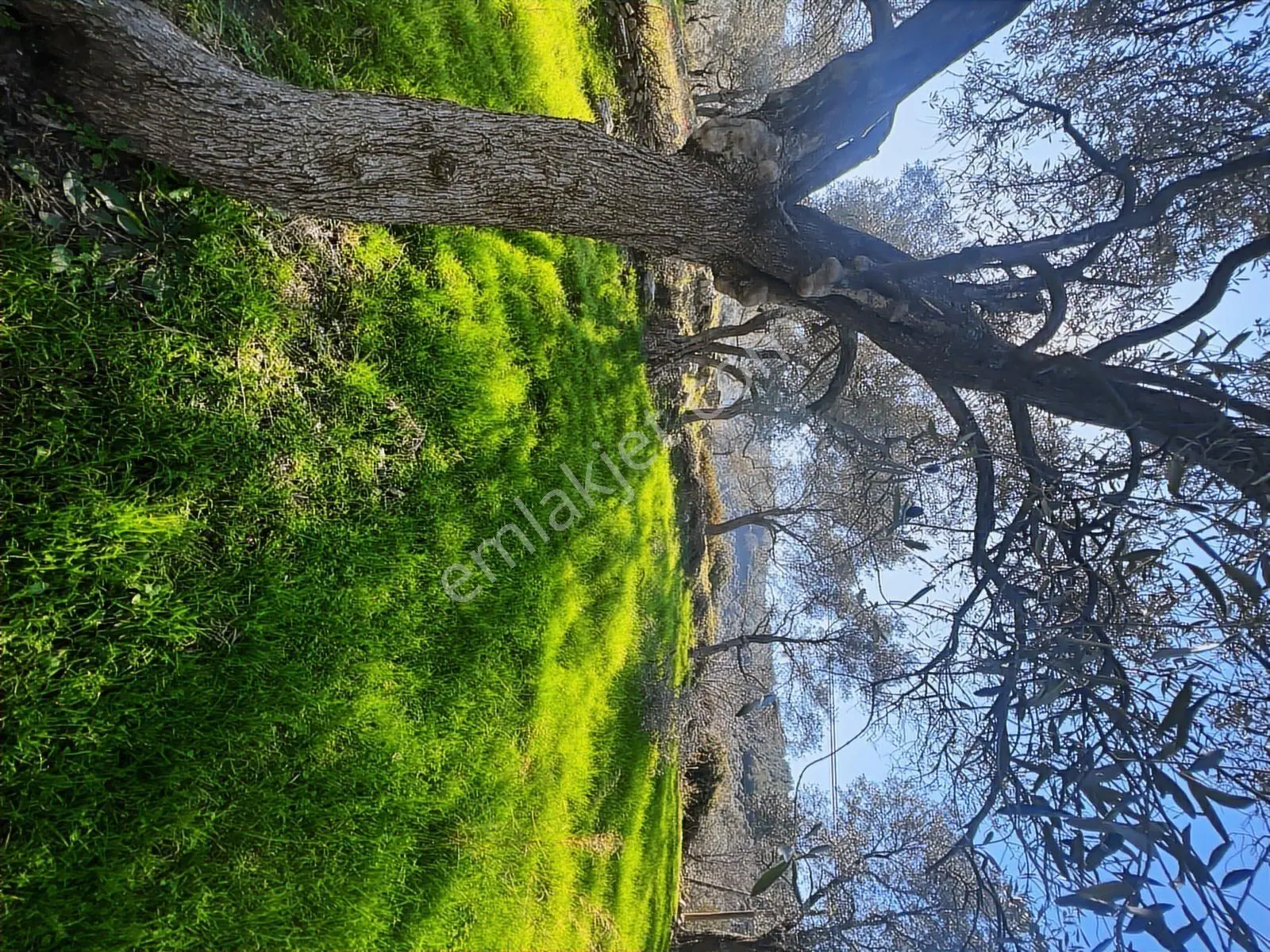 Milas Karacahisarda Köy İçi Kağir Ev Ve 980 M2 Arsası — fotoğraf 21
