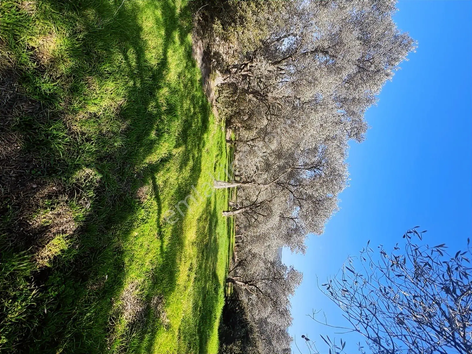 Milas Karacahisarda Köy İçi Kağir Ev Ve 980 M2 Arsası — fotoğraf 25
