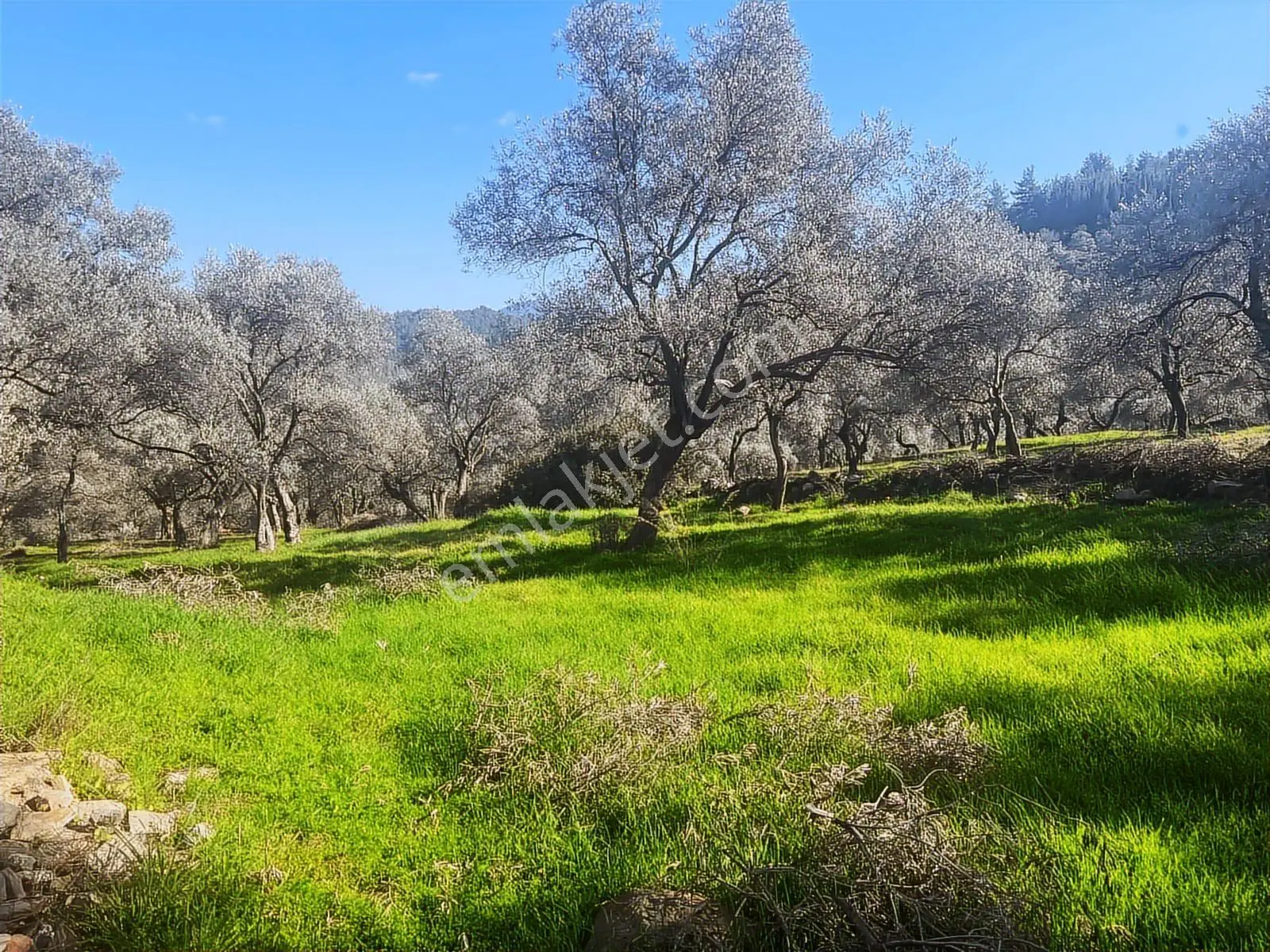 Milas Karacahisarda Köy İçi Kağir Ev Ve 980 M2 Arsası — fotoğraf 28